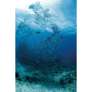 HÜPPE EasyStyle Wandverkleidung 100 x 255 cm, 2 Stück