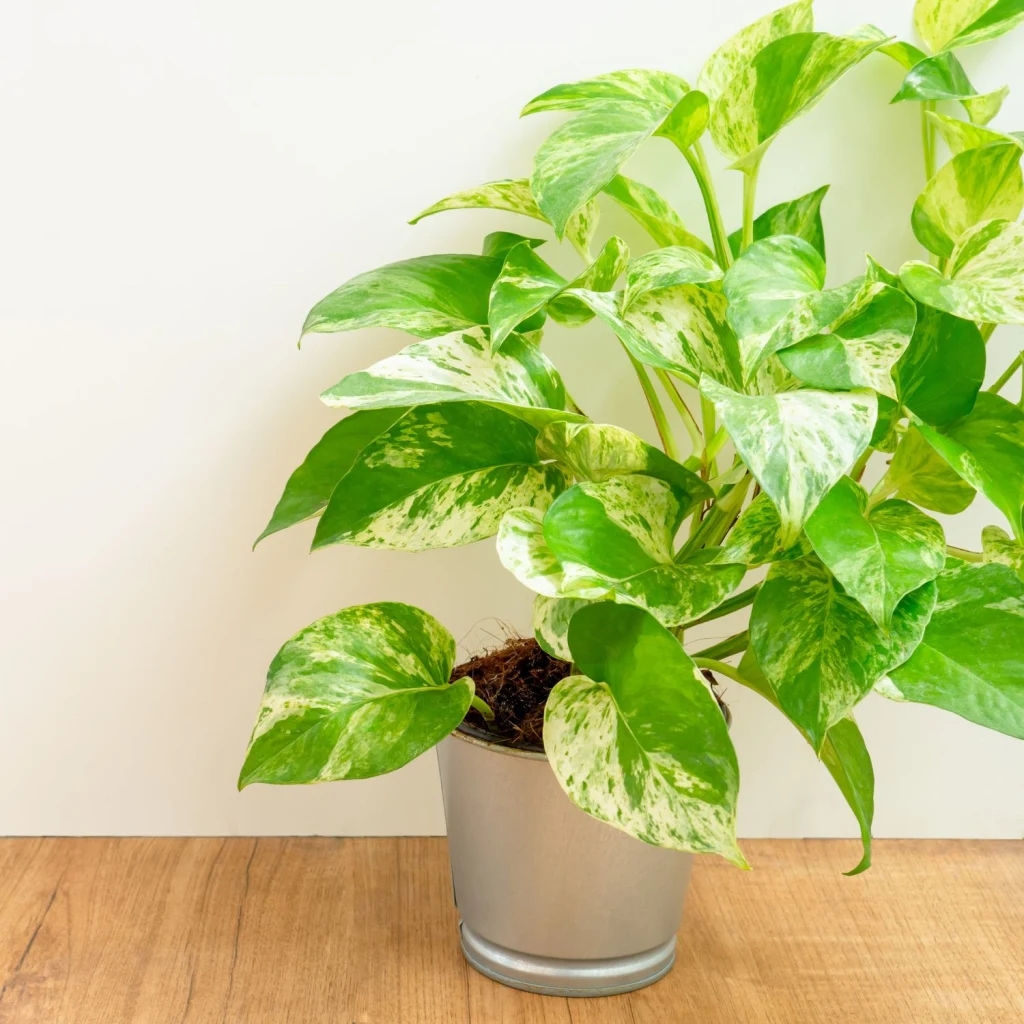 Die Efeutute ist eine klassischste und beliebteste Zimmerpflanze.