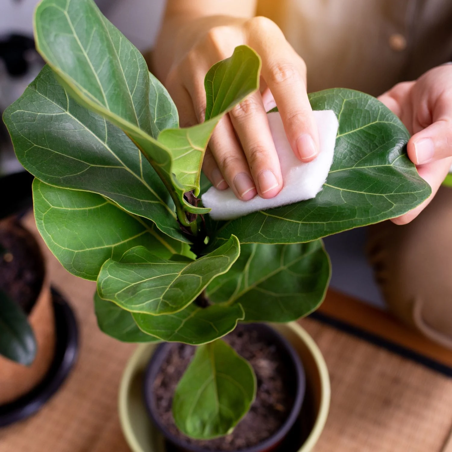 Geigenfeige im Dschungel Badezimmer