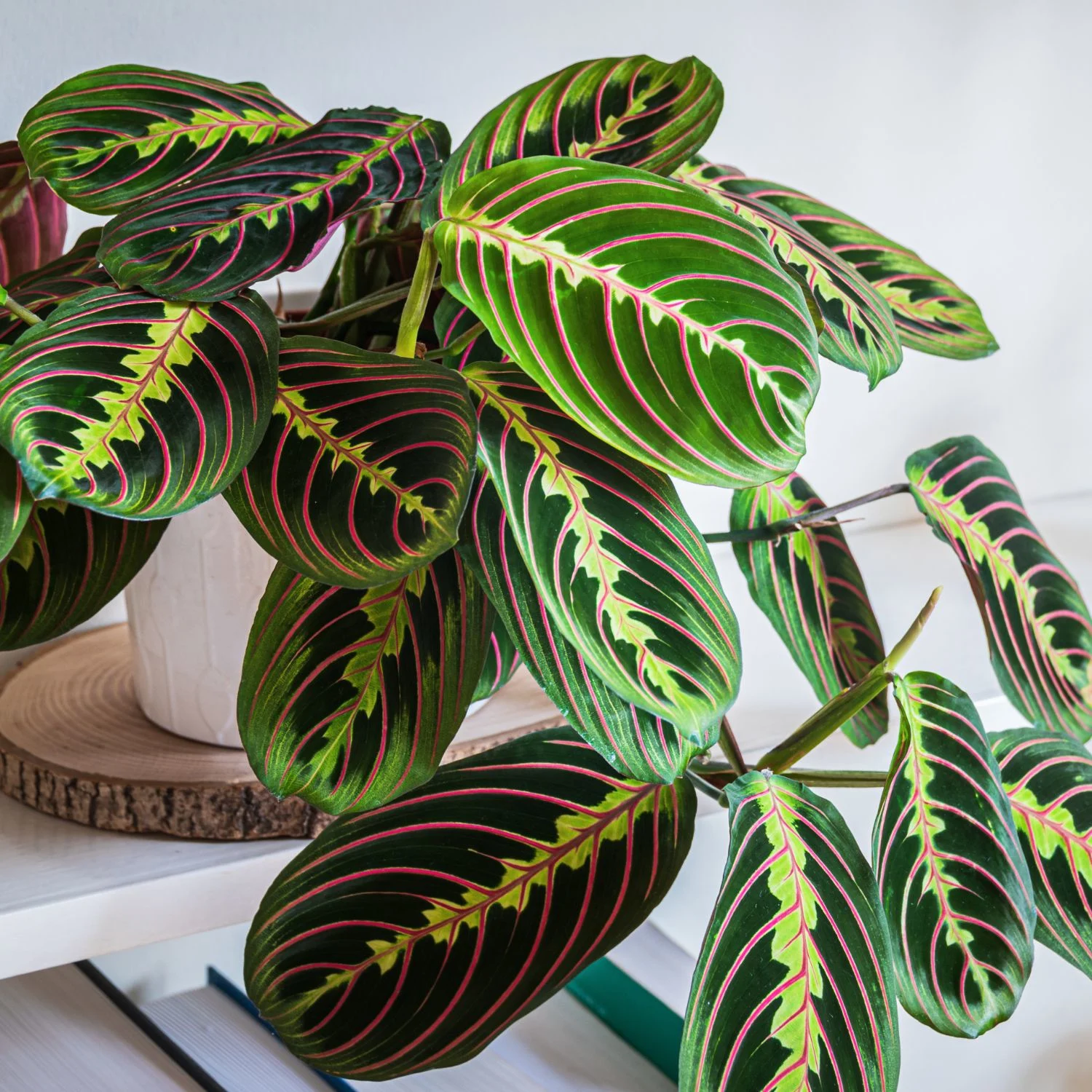 Gebetspflanze im Badezimmer